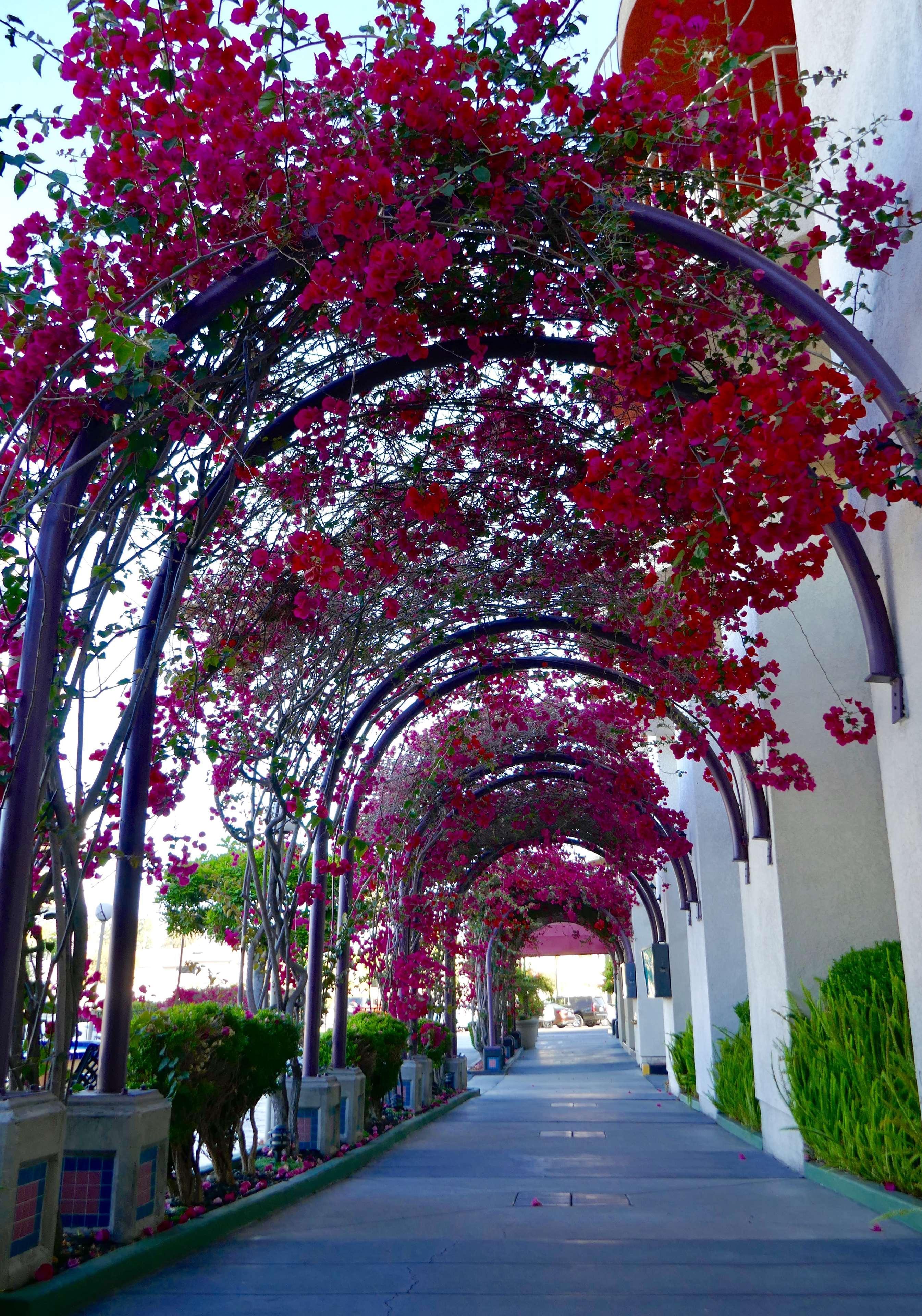 Best Western Golden Sails Hotel Long Beach Buitenkant foto